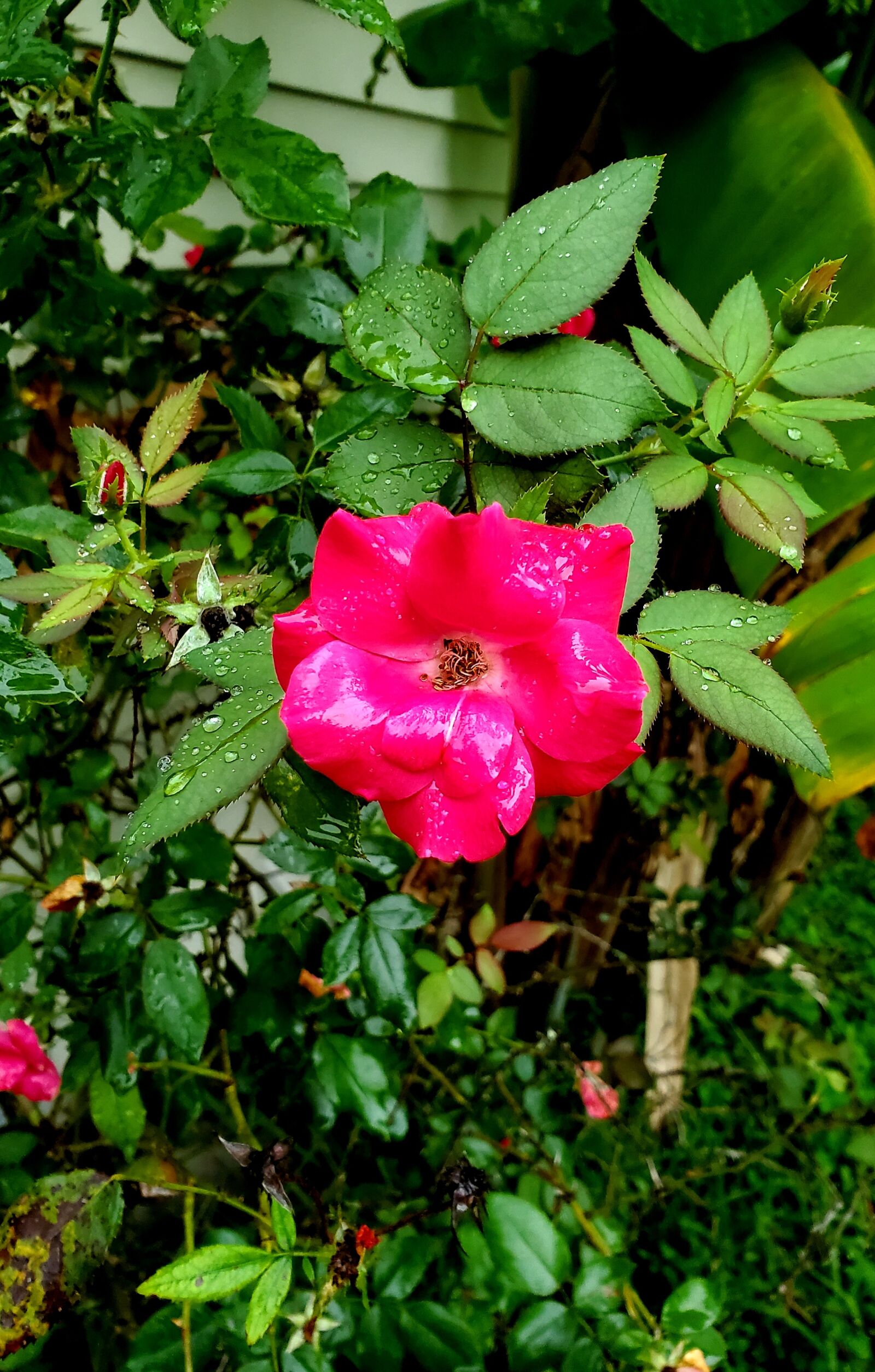 Samsung Galaxy S10+ sample photo. Rose, flower, garden photography