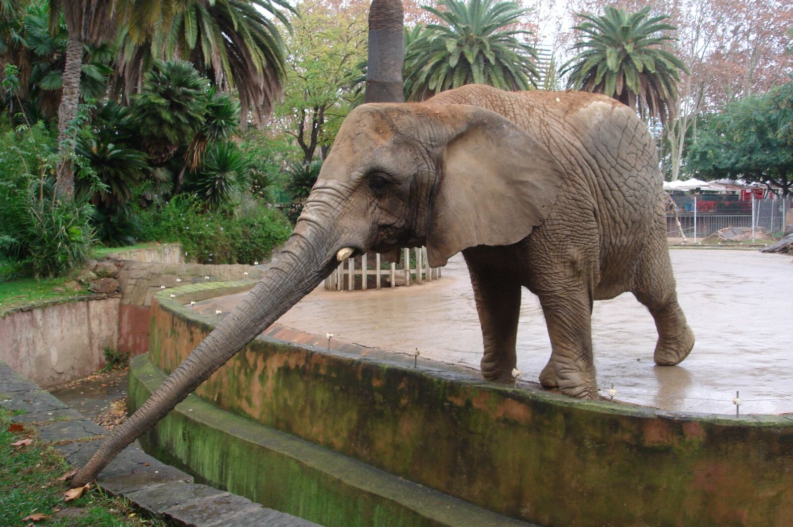 Sony DSC-T9 sample photo. Elephant, mammals, animals photography