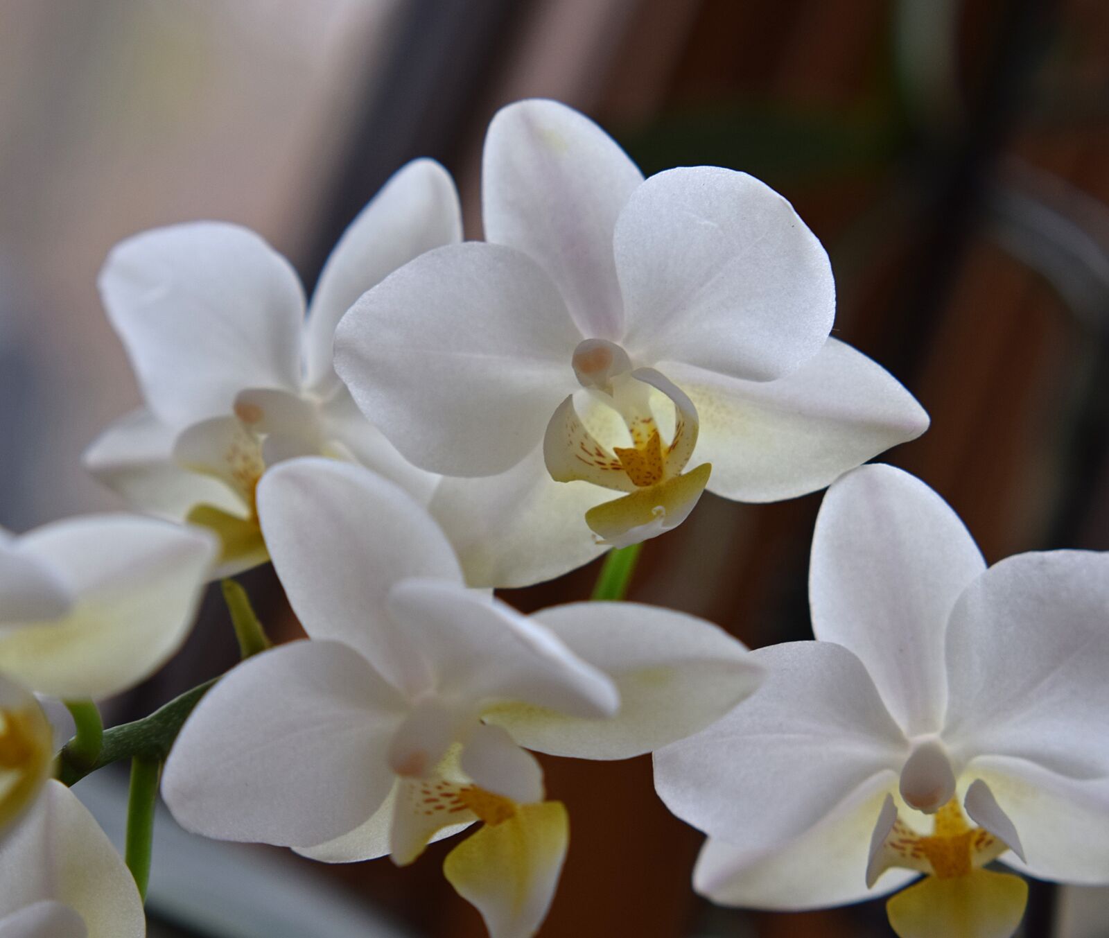 Nikon D3300 sample photo. Hybrid phalaenopsis, phalaenopsis, orchid photography