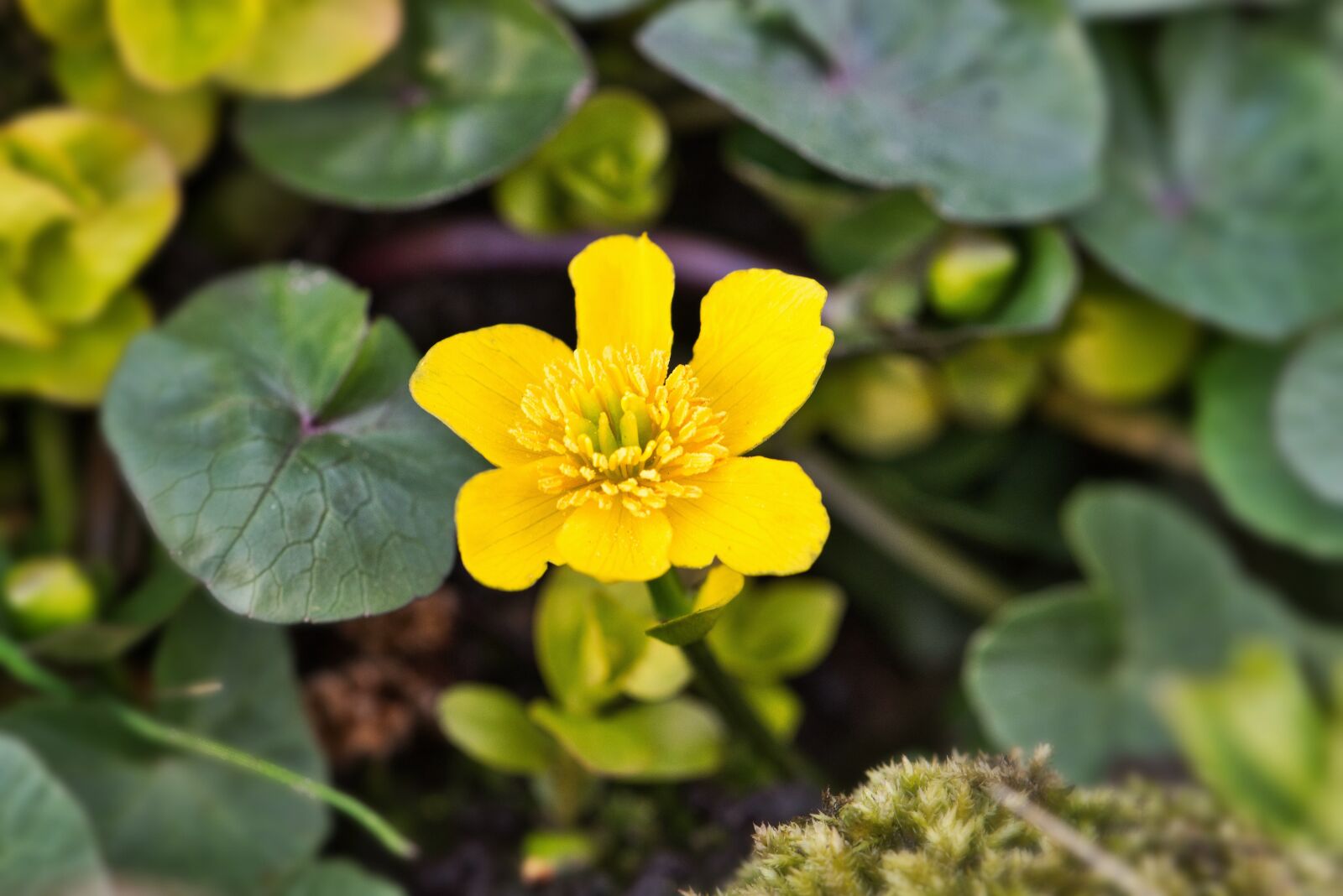 Nikon D5600 sample photo. Caltha palustris, dotterblume, yellow photography