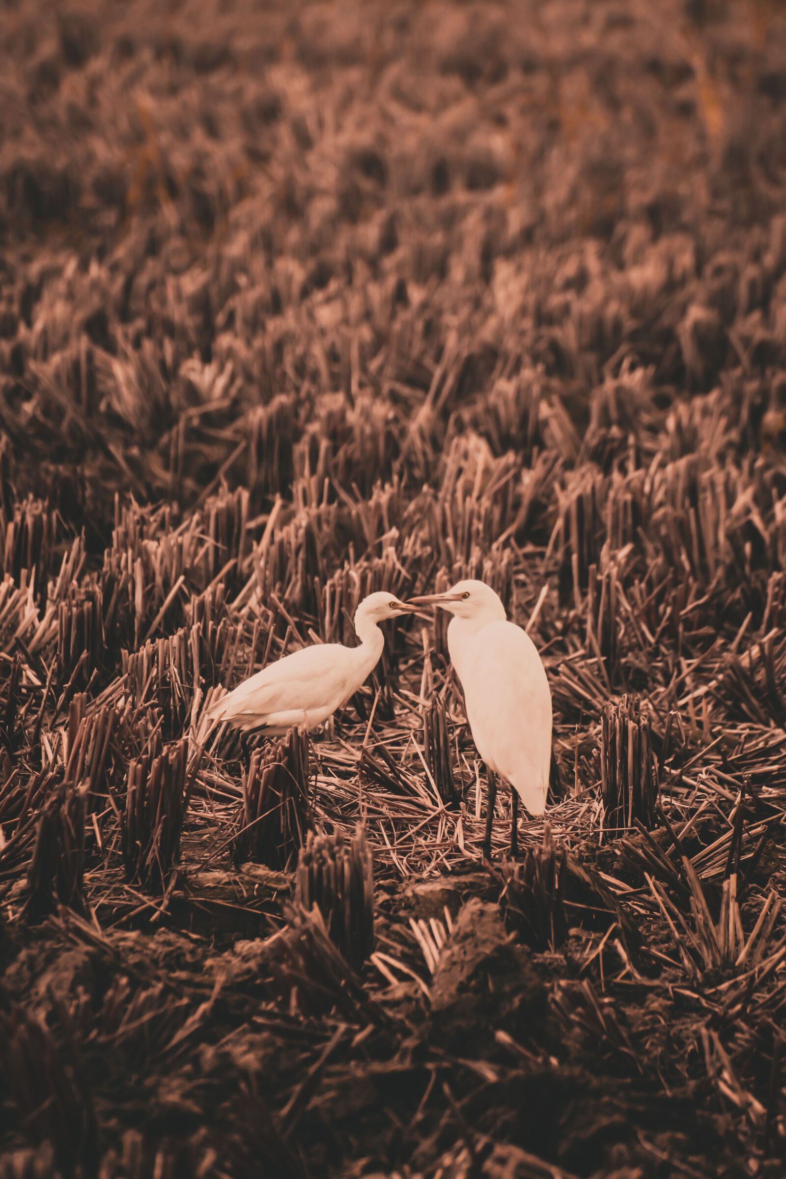 Canon EOS 700D (EOS Rebel T5i / EOS Kiss X7i) sample photo. Heron, farms, love birds photography