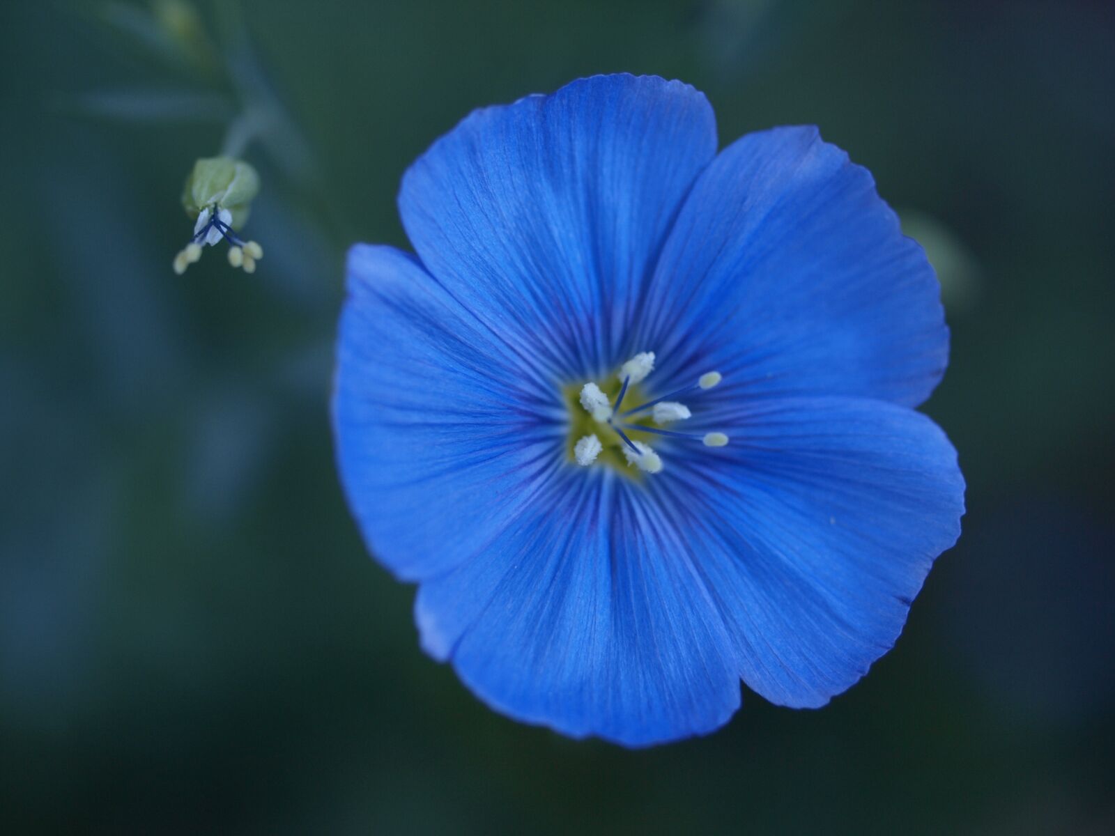 Olympus E-510 (EVOLT E-510) sample photo. Flower, macro photography