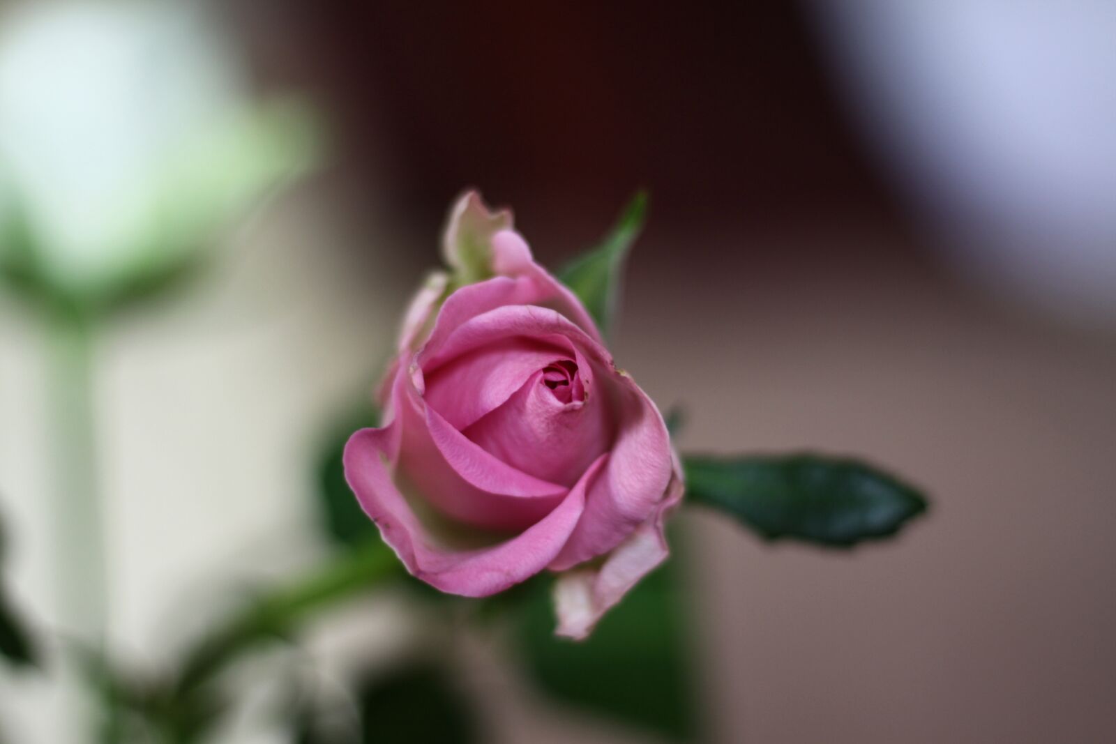 Canon EOS 50D sample photo. Roses, flowers, pink flowers photography