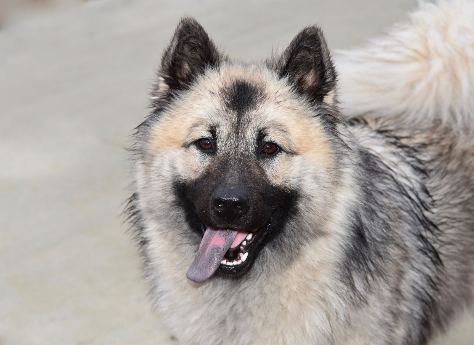 Nikon D5600 sample photo. Dog, bitch, dog eurasier photography