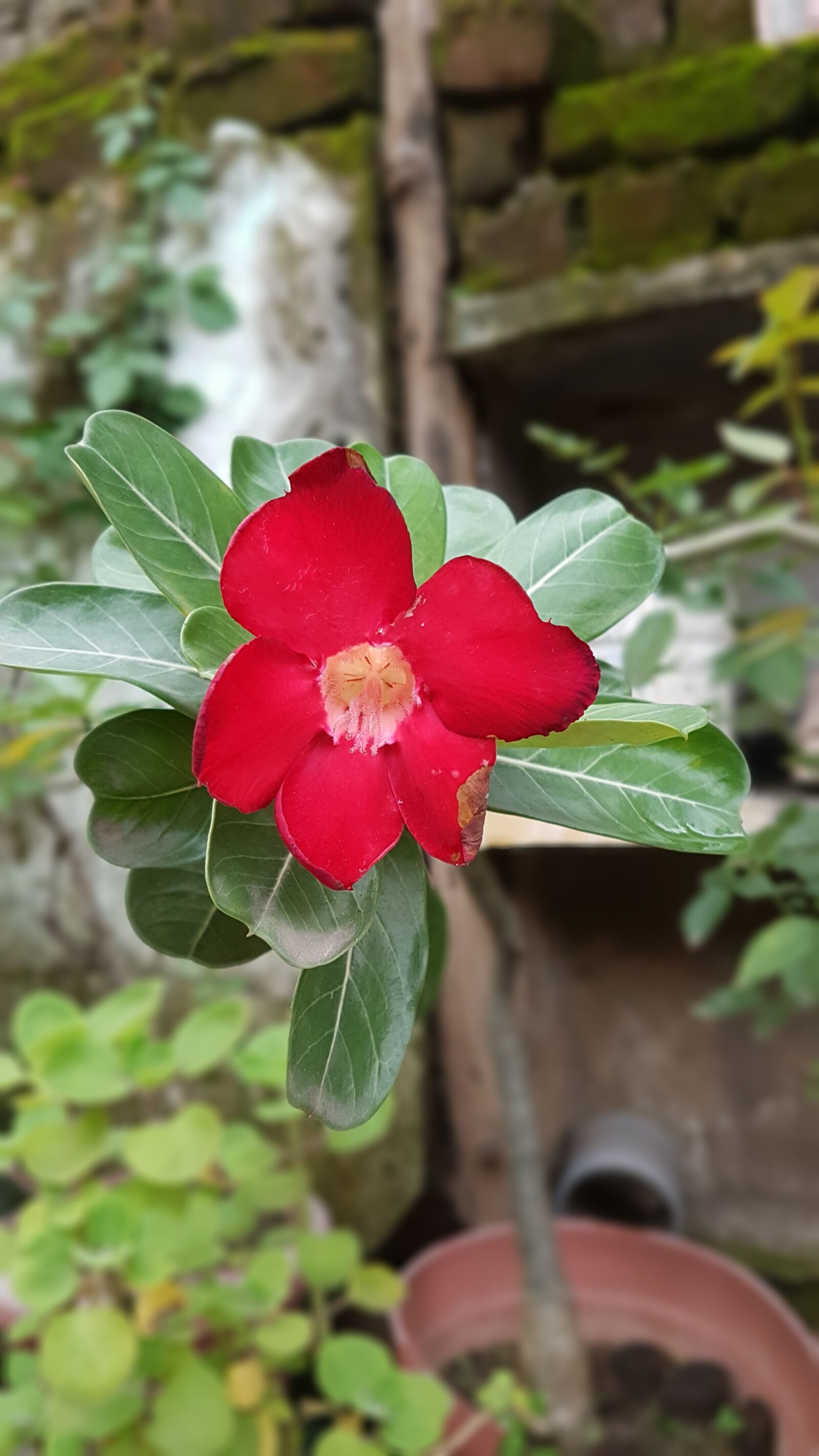 Samsung Galaxy S7 Edge sample photo