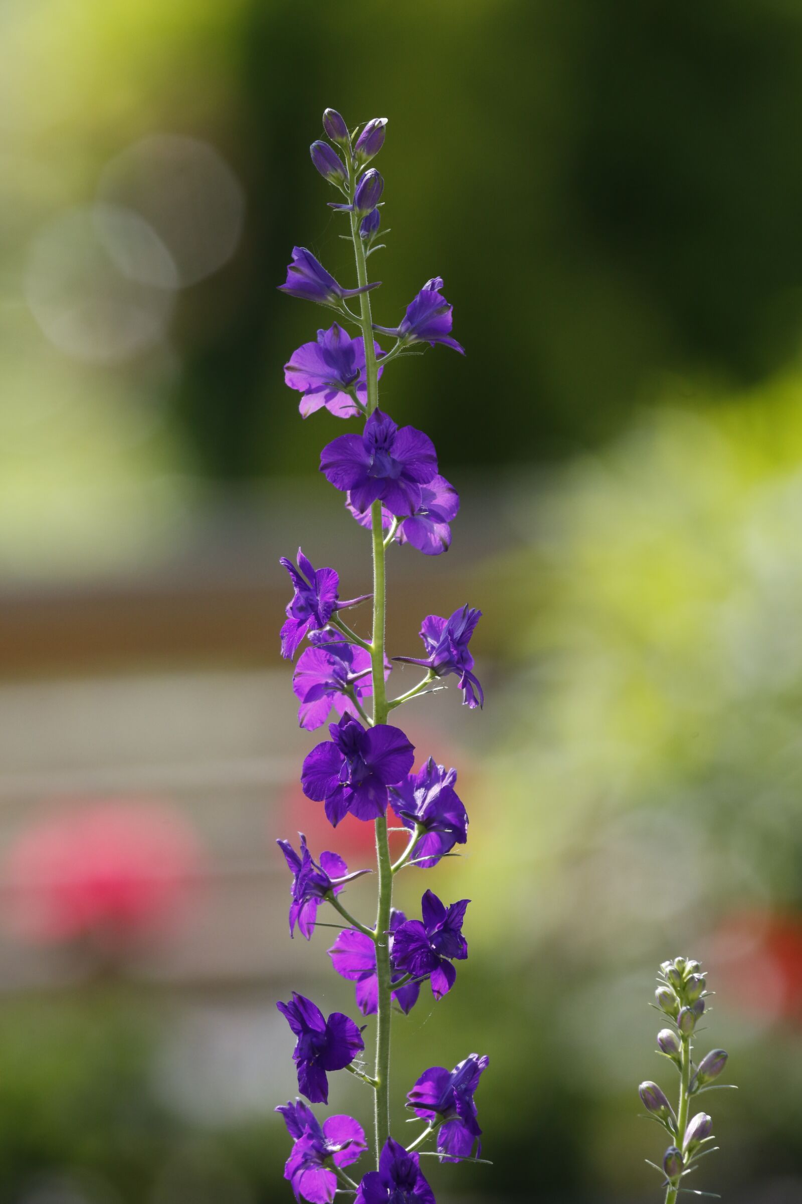 Canon EF 100-400mm F4.5-5.6L IS USM sample photo. Flowers, spring, summer photography