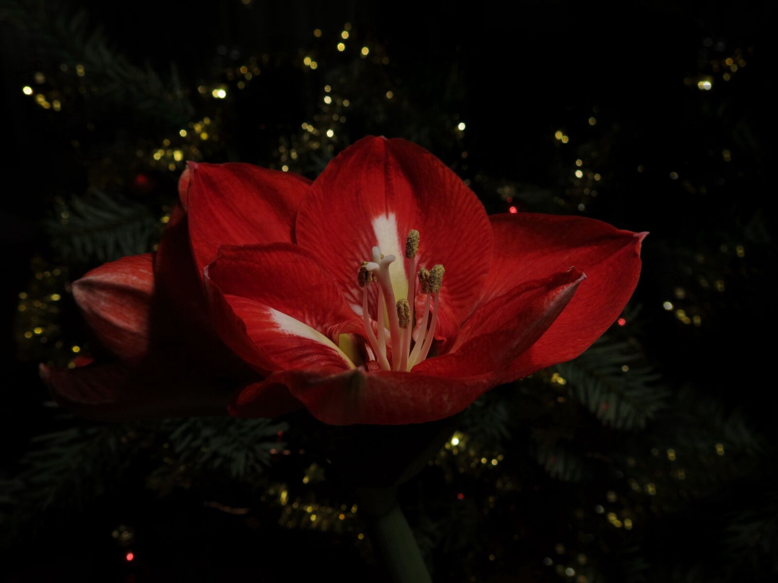 Canon PowerShot G15 sample photo. Hippeastrum red pearl, amaryllis photography