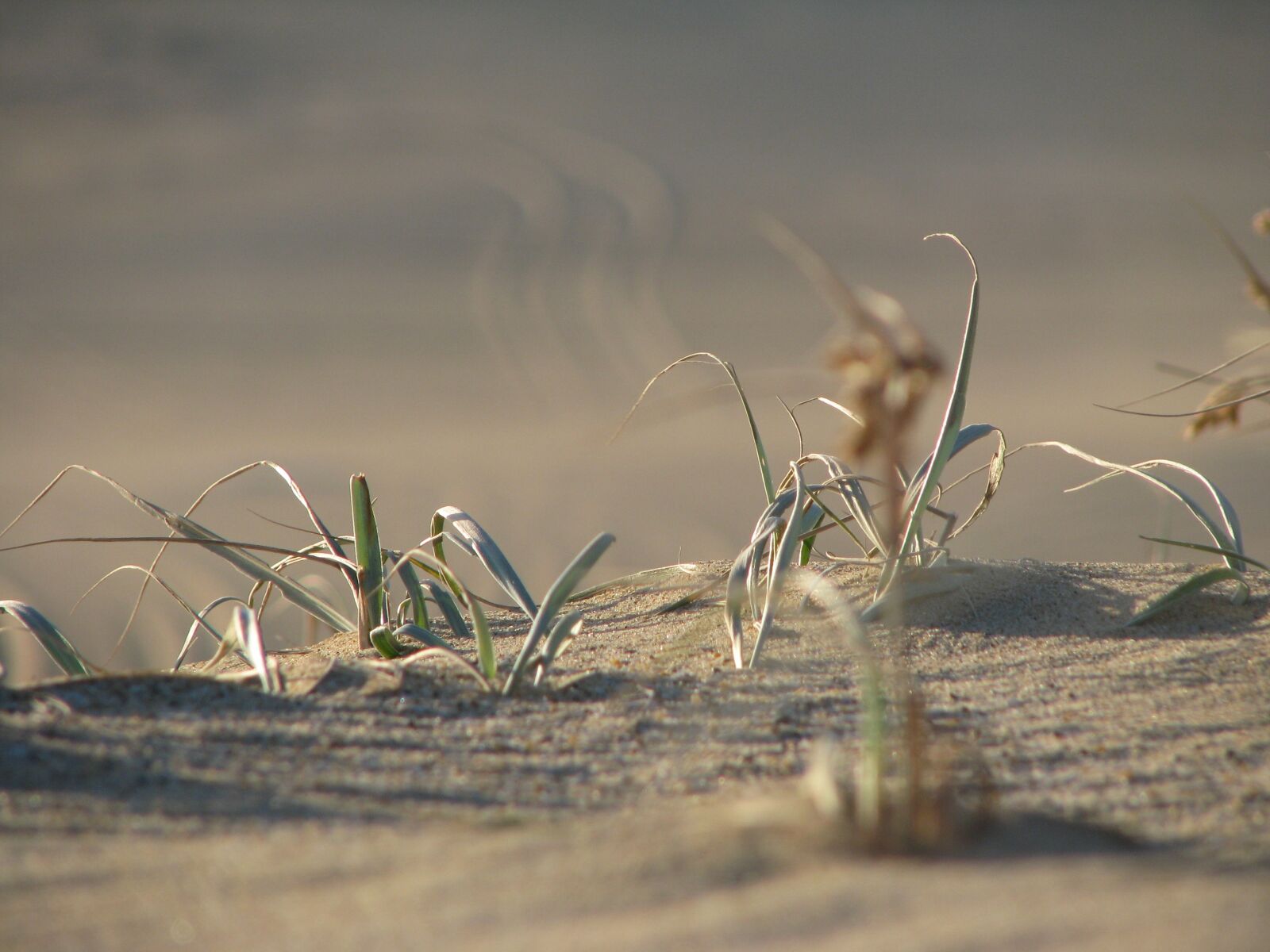 Canon POWERSHOT S5 IS sample photo. Desert, grass, barron photography