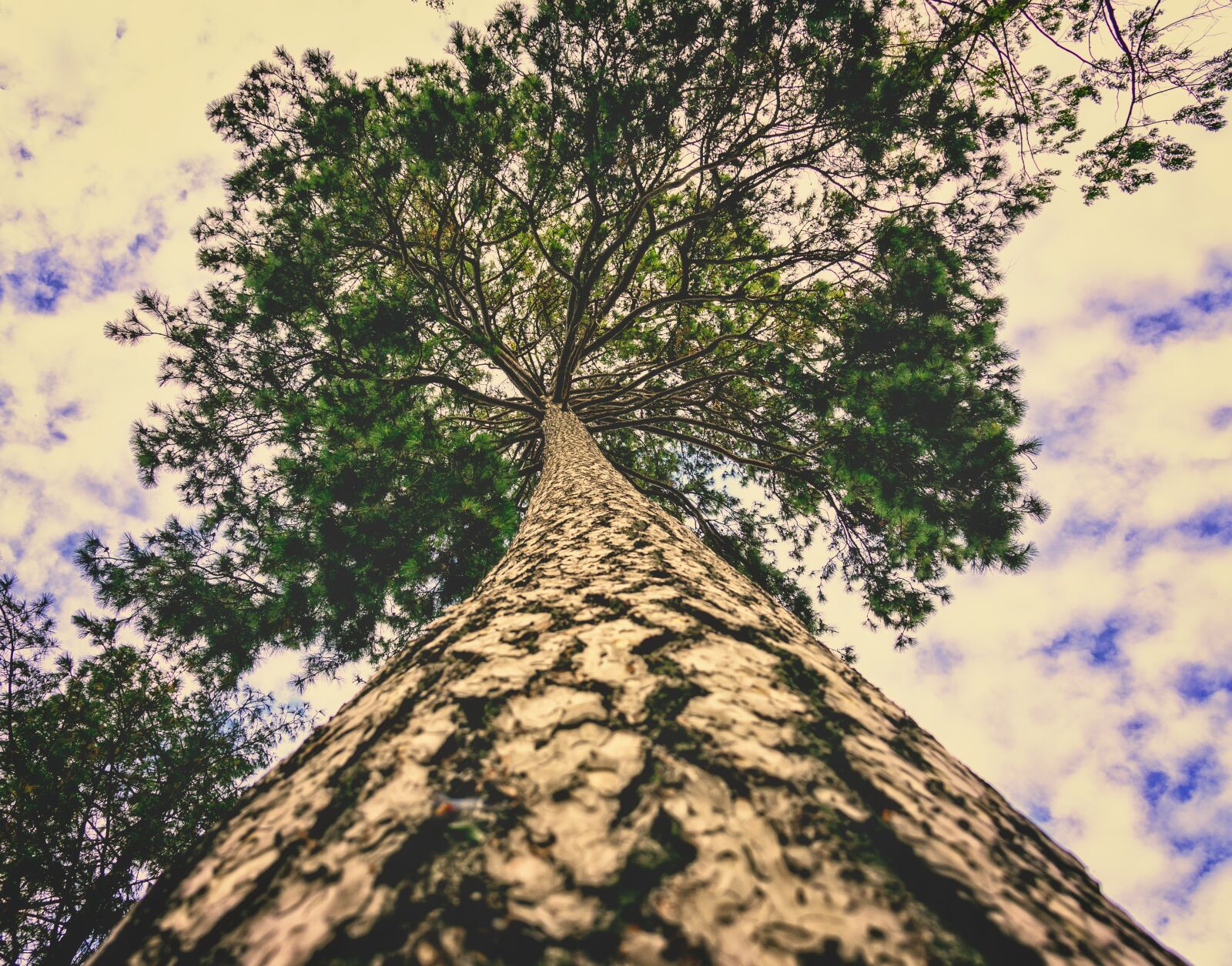 Nikon Z6 sample photo. Tree, pine, conifer photography