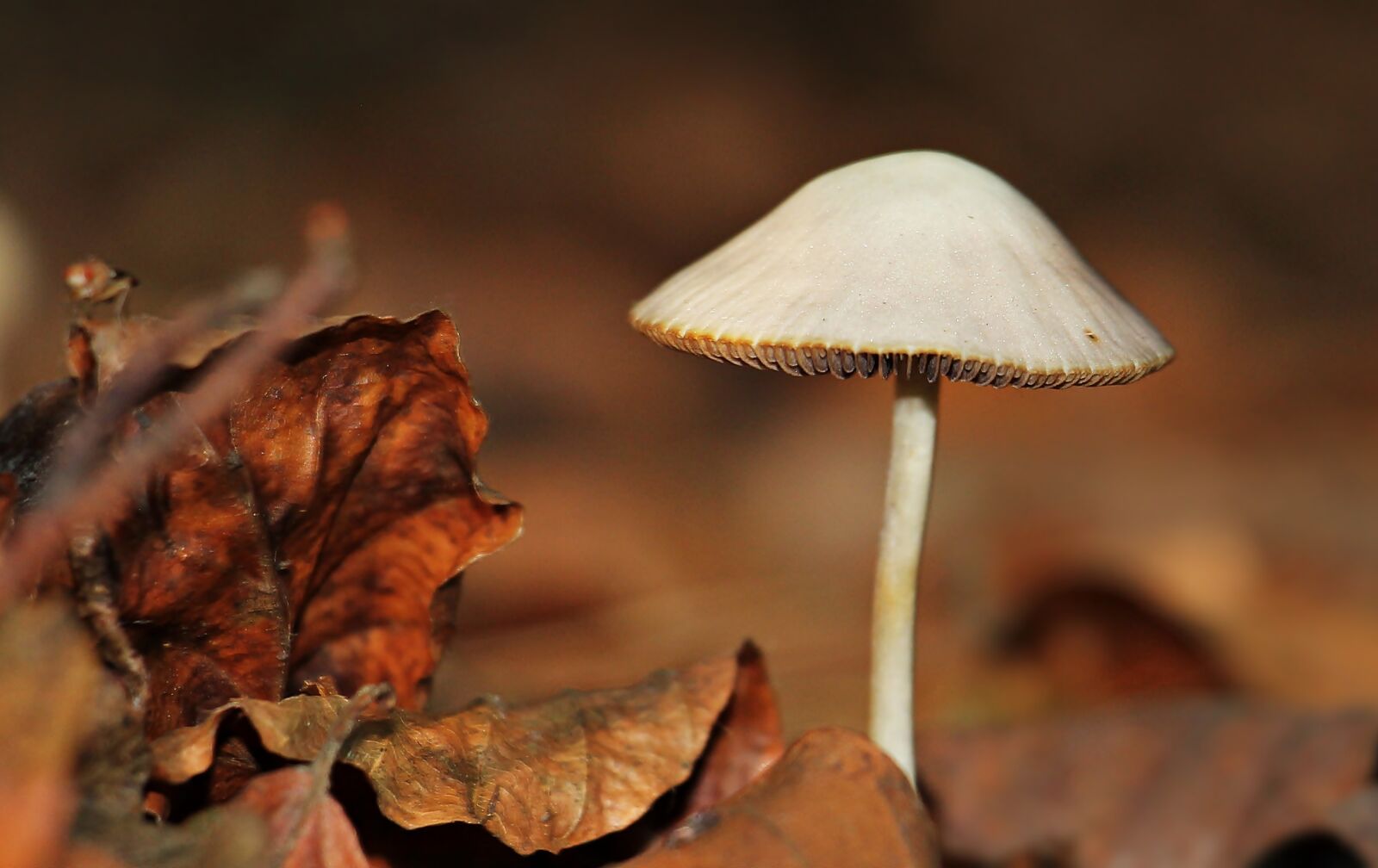 Canon EOS 550D (EOS Rebel T2i / EOS Kiss X4) sample photo. Mushroom, leaves, forest photography