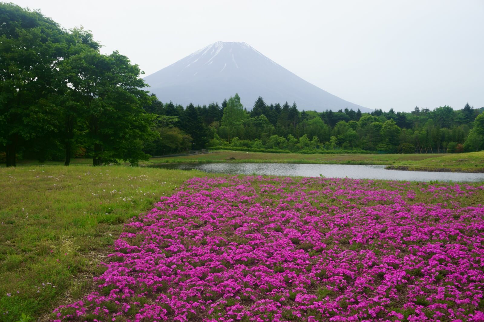 Sony a6000 sample photo. Mt fuji, pink flowers photography