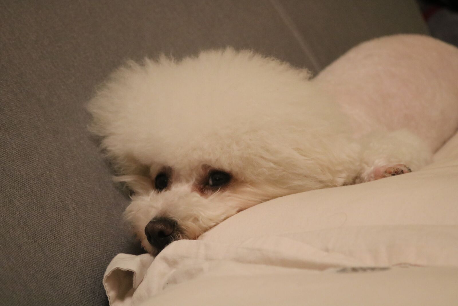 Canon EOS 750D (EOS Rebel T6i / EOS Kiss X8i) sample photo. Dog, white, puppy photography