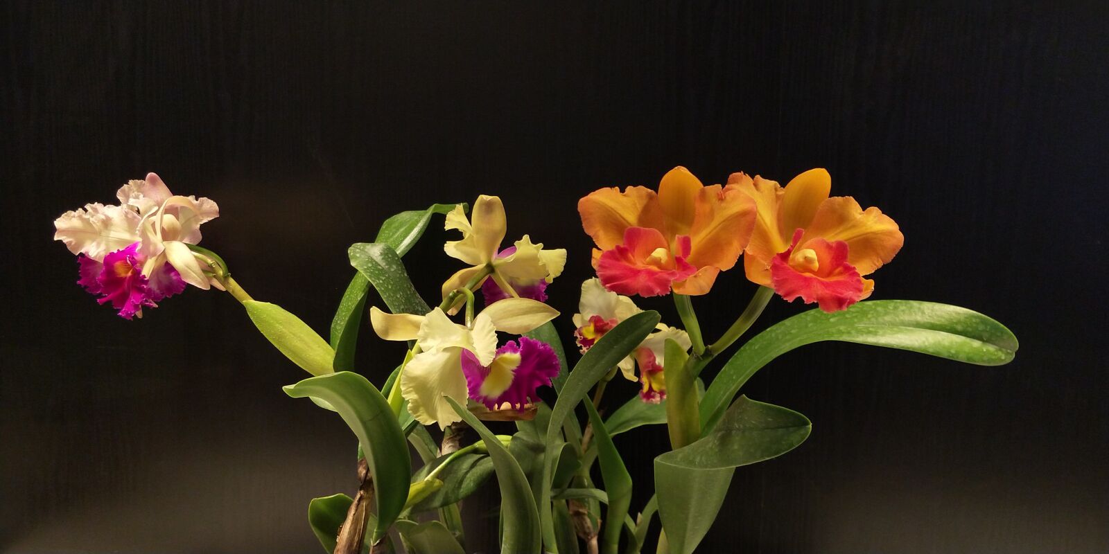 vivo X20PLUS A sample photo. Flower, plant, nature photography