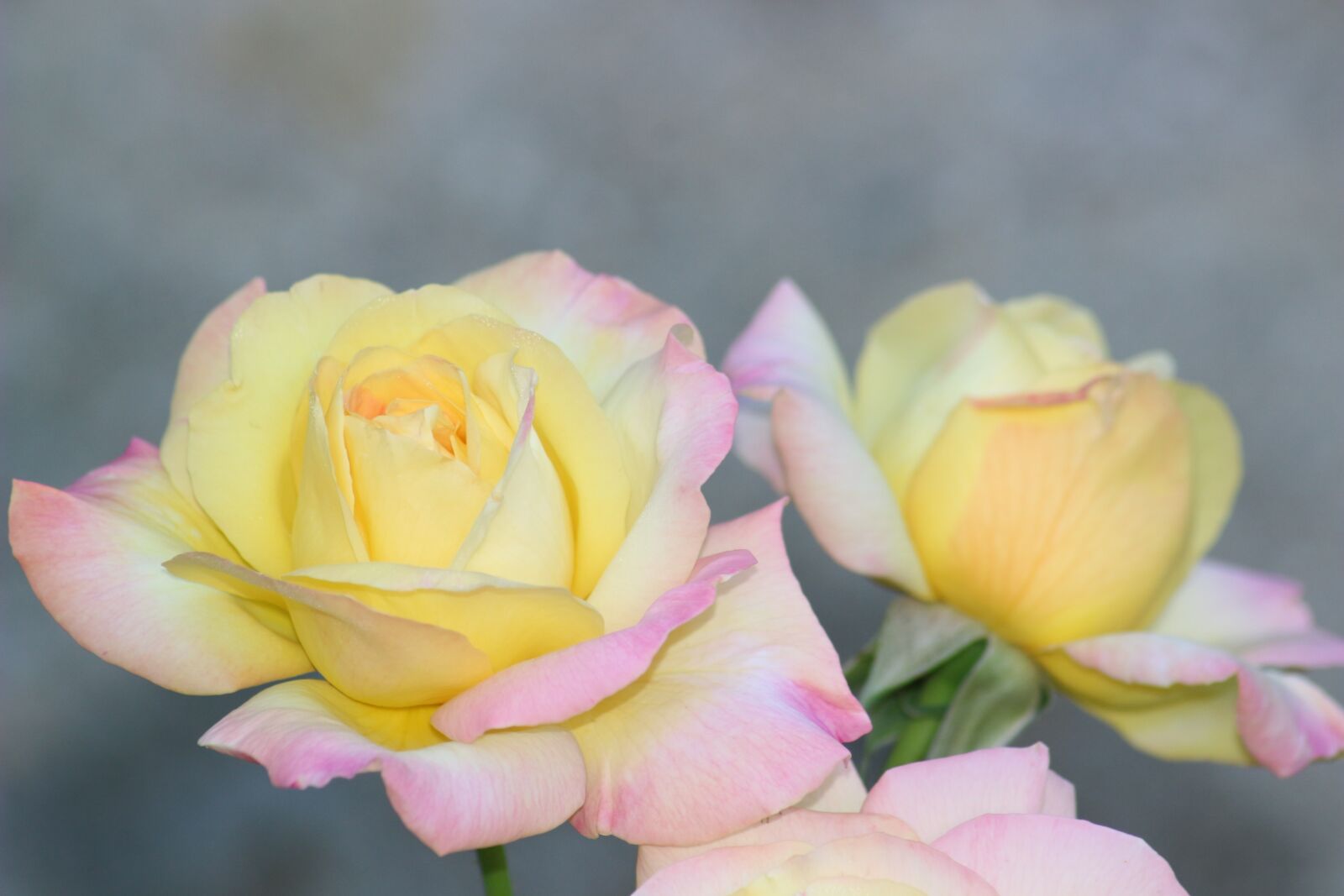 Canon EOS 100D (EOS Rebel SL1 / EOS Kiss X7) sample photo. Pink, bouquet, garden photography