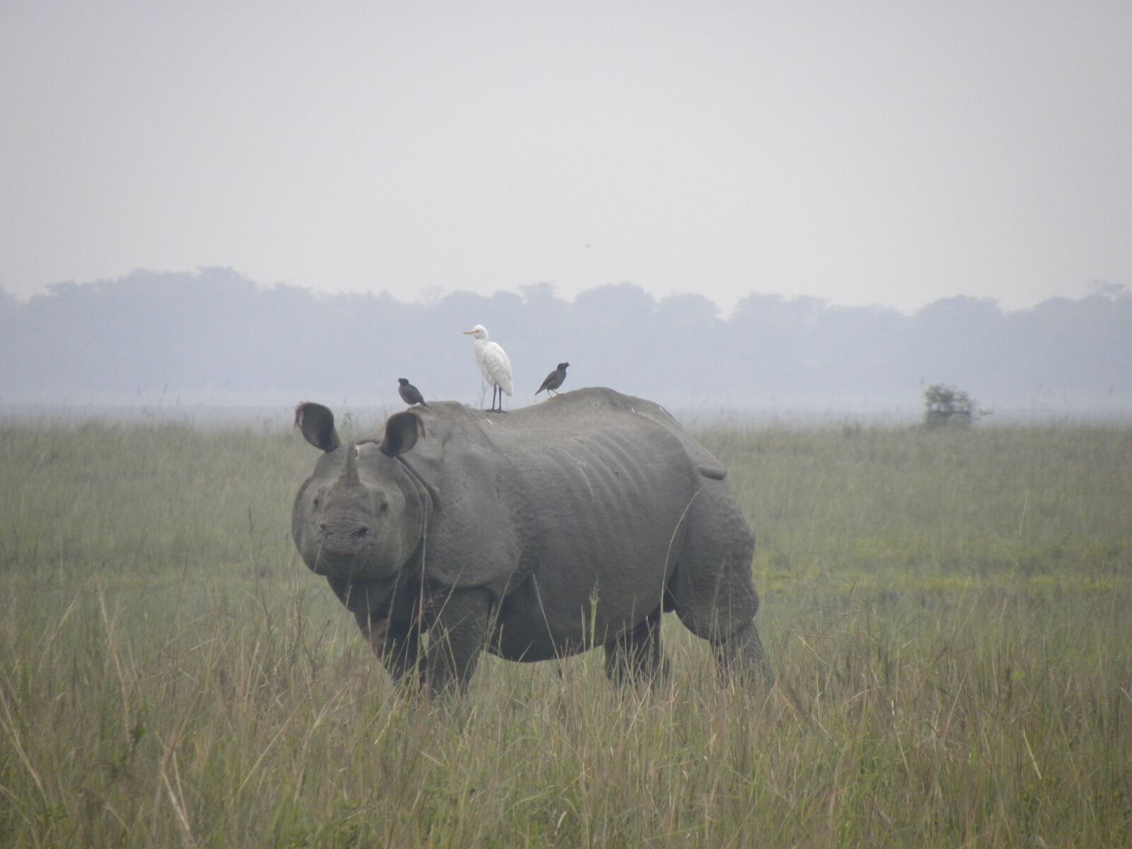 Nikon Coolpix P90 sample photo. Indian rhinos, greater one-horned photography