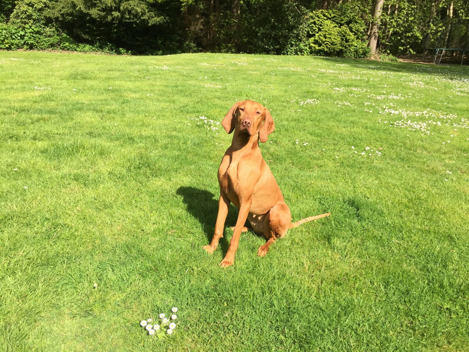 Apple iPhone 6 sample photo. Pet, vizsla, gundog photography