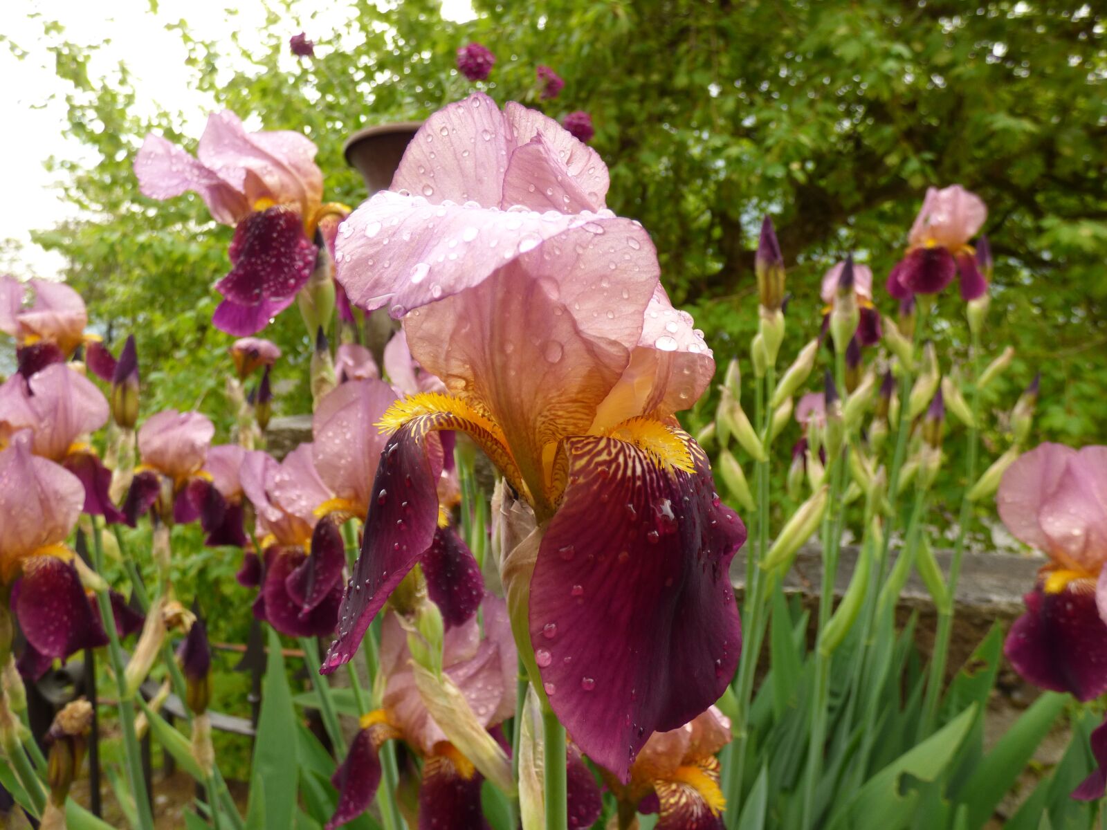 Panasonic DMC-FZ72 sample photo. Iris, flowers, spring photography