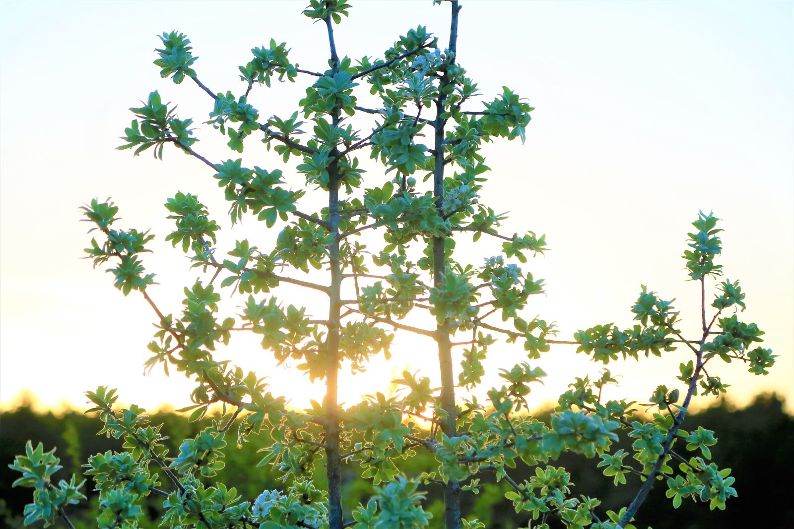 Canon EOS 5D Mark III sample photo. Sunset, tree, green photography