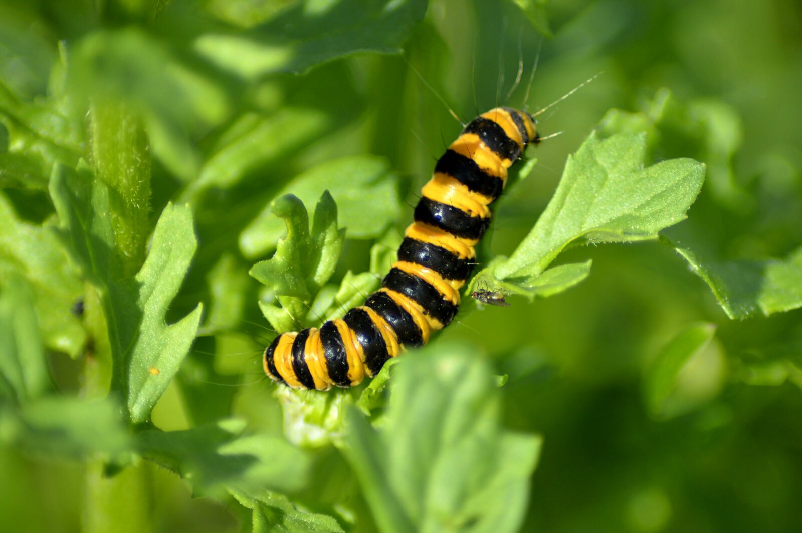 Nikon D3200 sample photo. Jakobskrautb r crawler, caterpillar photography