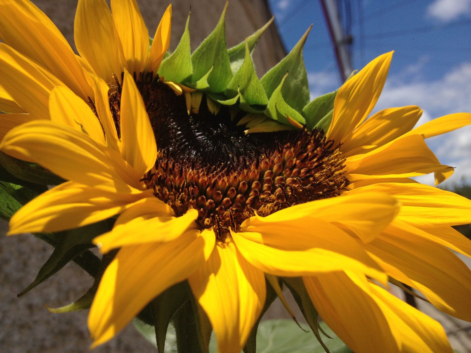 Apple iPhone 4S sample photo. Jardín, sunflower, garden photography