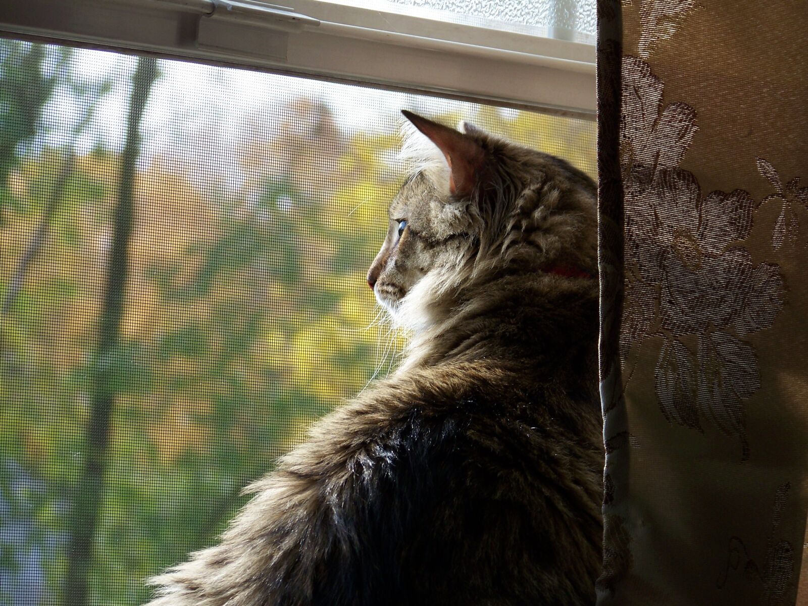 Kodak Z712 IS ZOOM DIGITAL CAMERA sample photo. Cat, animals, feline photography
