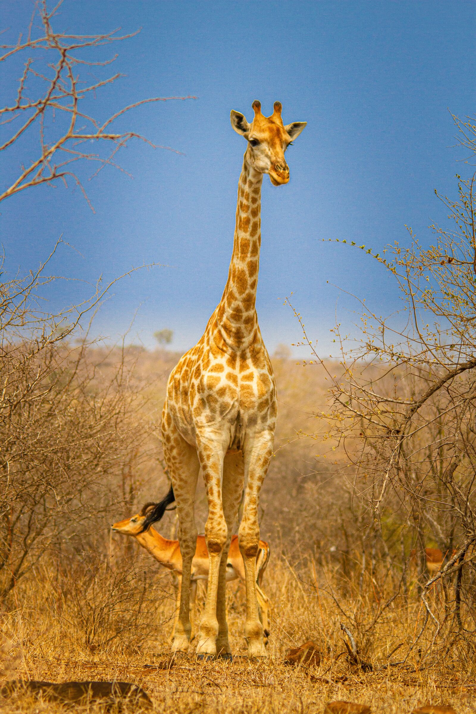 Canon EOS 7D sample photo. Namibia, etosha, giraffe photography