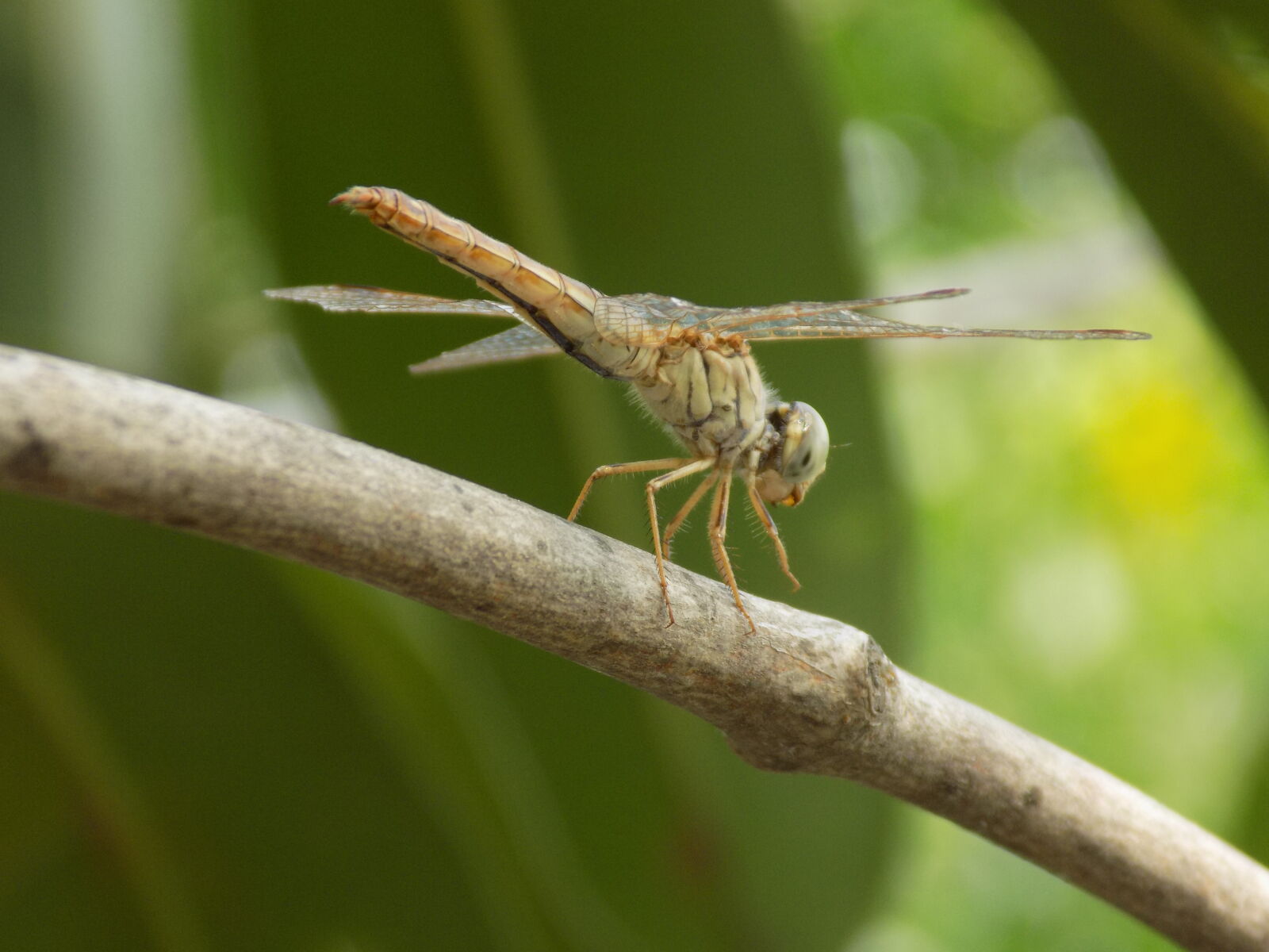 Nikon COOLPIX L340 sample photo. Dragonflies, insects, nature, park photography
