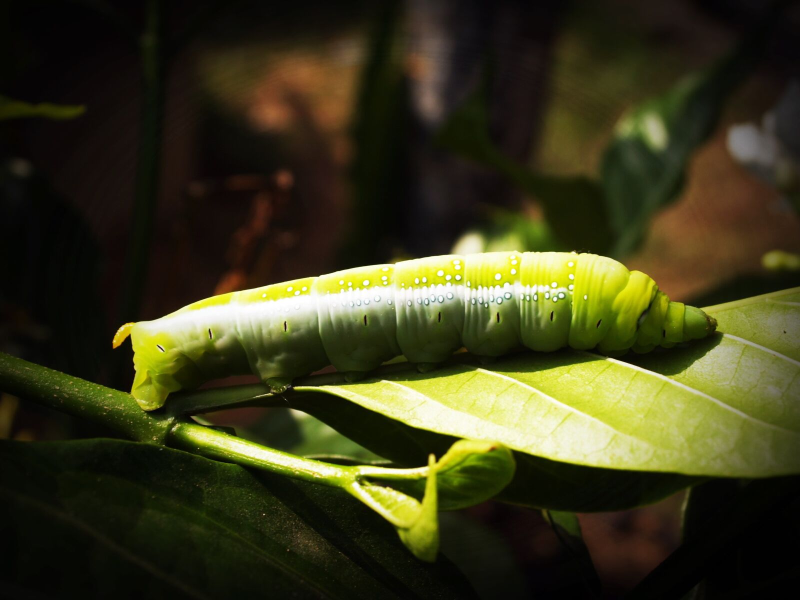 Olympus E-300 (EVOLT E-300) sample photo. Green, worm, closeup photography