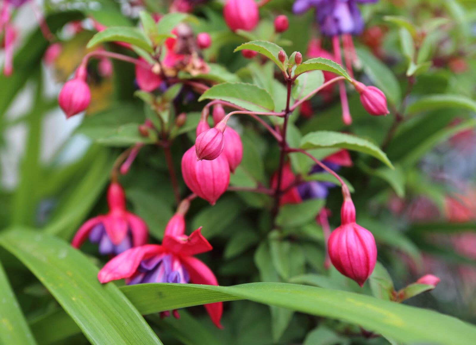 Canon EF 24-70mm F2.8L USM sample photo. Flower, pink flower, bloom photography