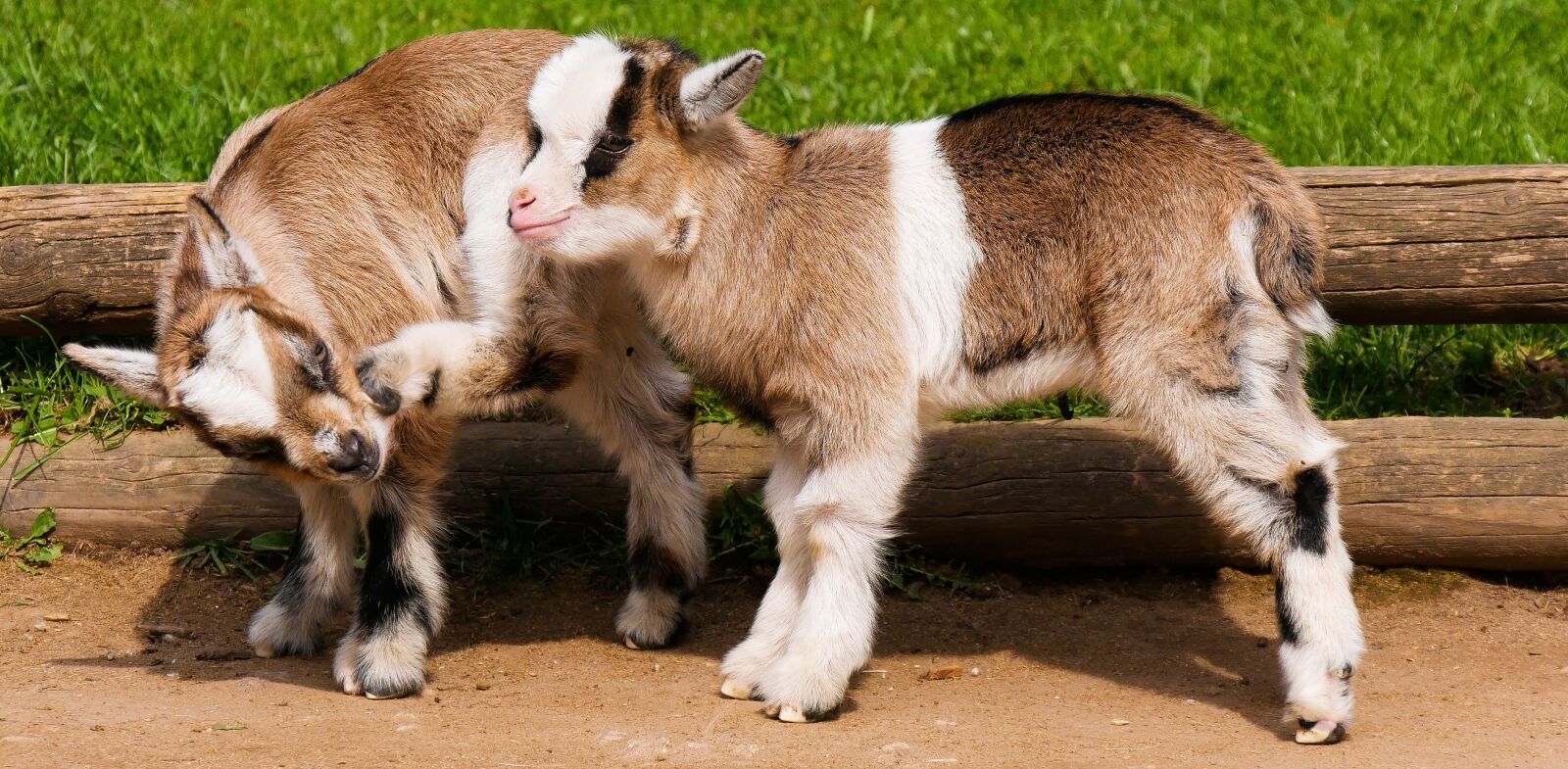 Panasonic DMC-G70 sample photo. Animal, pet, goats photography