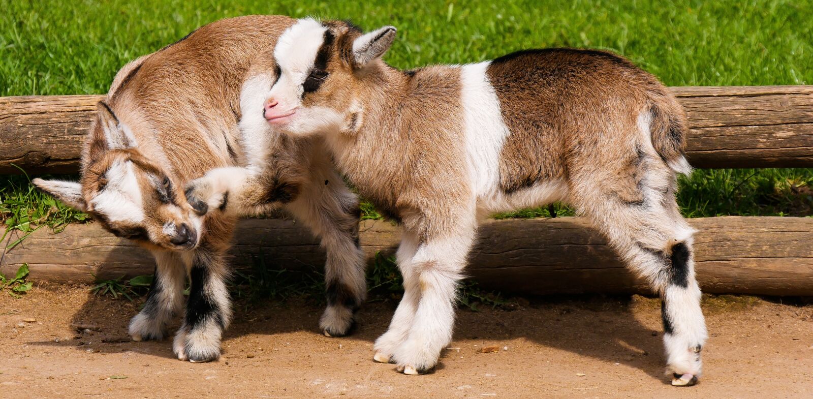 Panasonic DMC-G70 + Panasonic Lumix G Vario 14-140mm F3.5-5.6 ASPH Power O.I.S sample photo. Animal, pet, goats photography