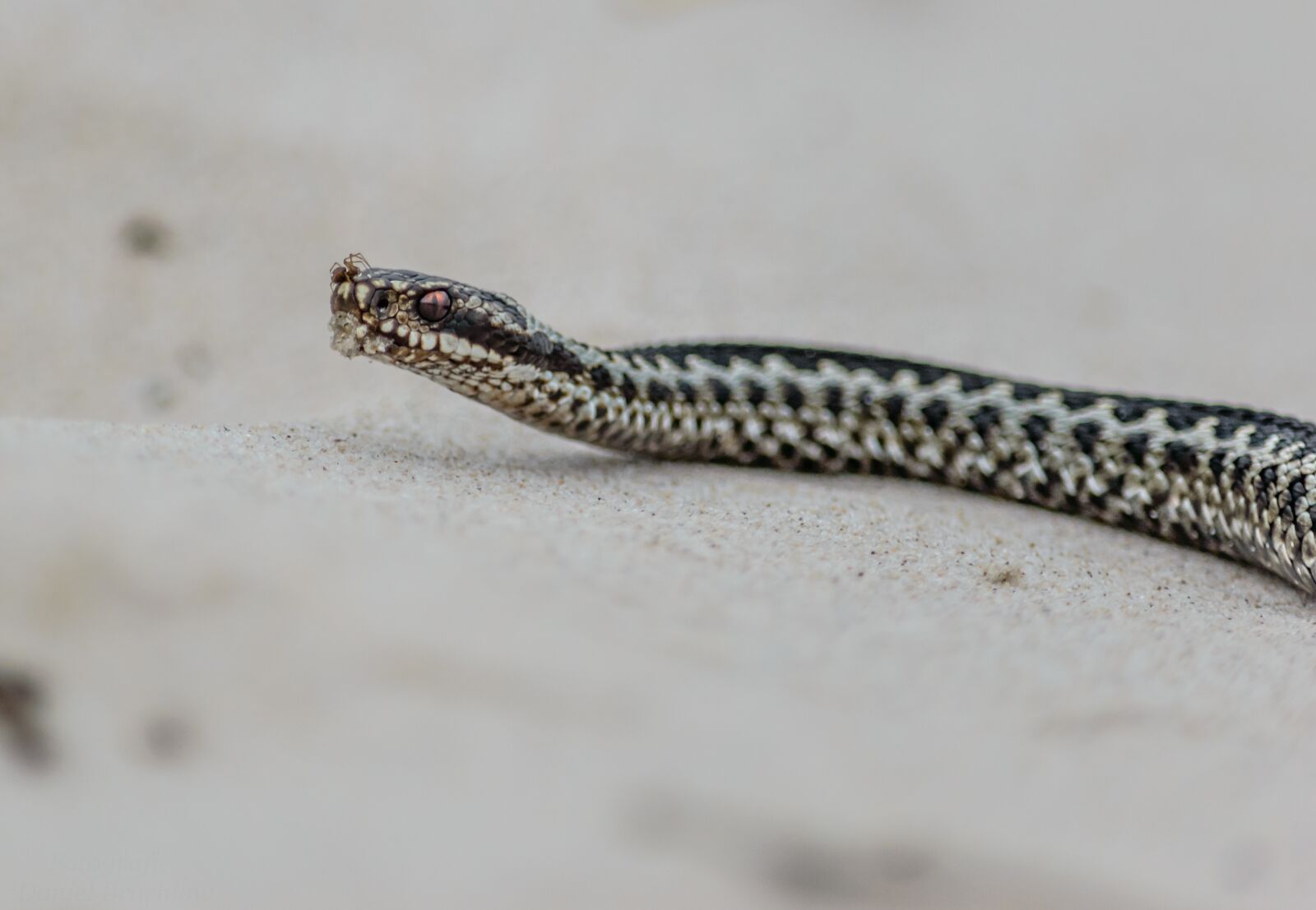 Nikon D3200 sample photo. Snake, adder, toxic photography