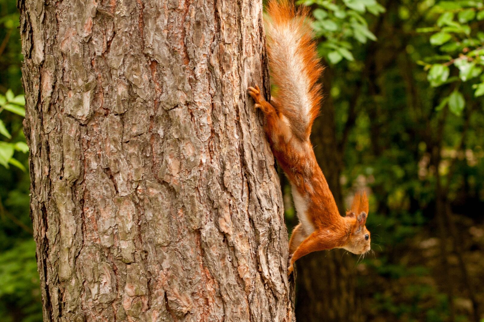 Canon EOS 40D + Canon EF 50mm F1.4 USM sample photo. Squirrel, tree, forest photography