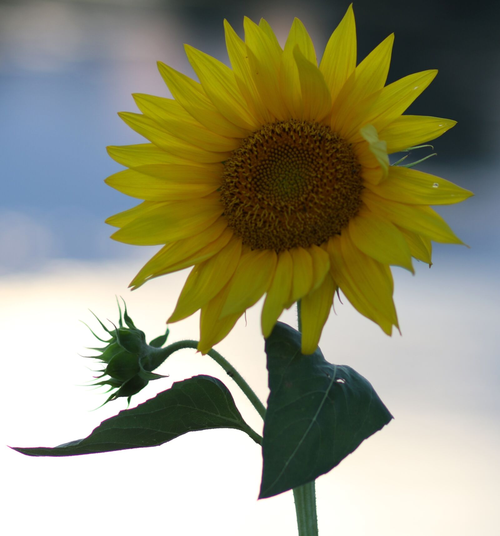 Canon EOS 7D Mark II sample photo. Sunflower, yellow, flower photography