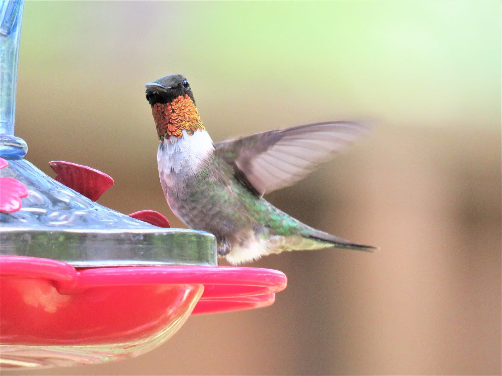 Canon PowerShot SX60 HS sample photo. Bird, hummingbird, yellow-gold photography