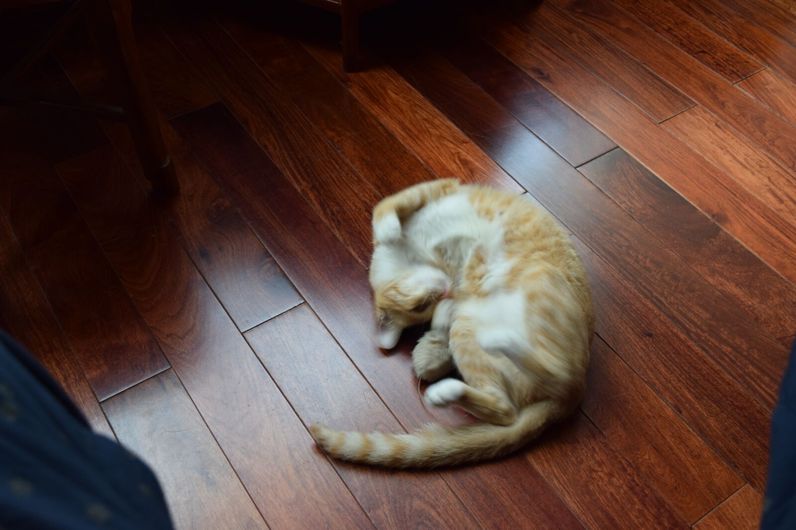 Nikon D3300 sample photo. Cat, yellow, vietnamese photography