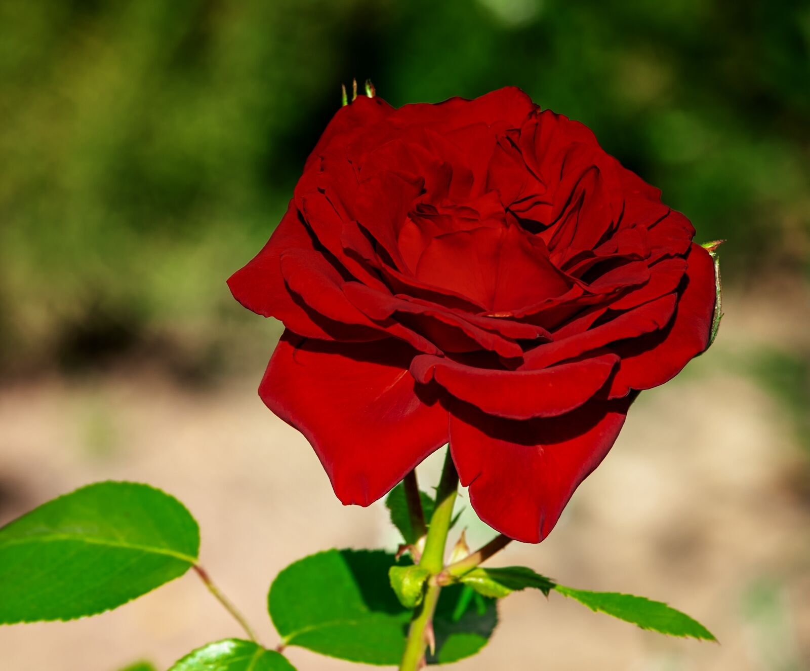 Fujifilm XF 55-200mm F3.5-4.8 R LM OIS sample photo. Rose, flower, blossom photography