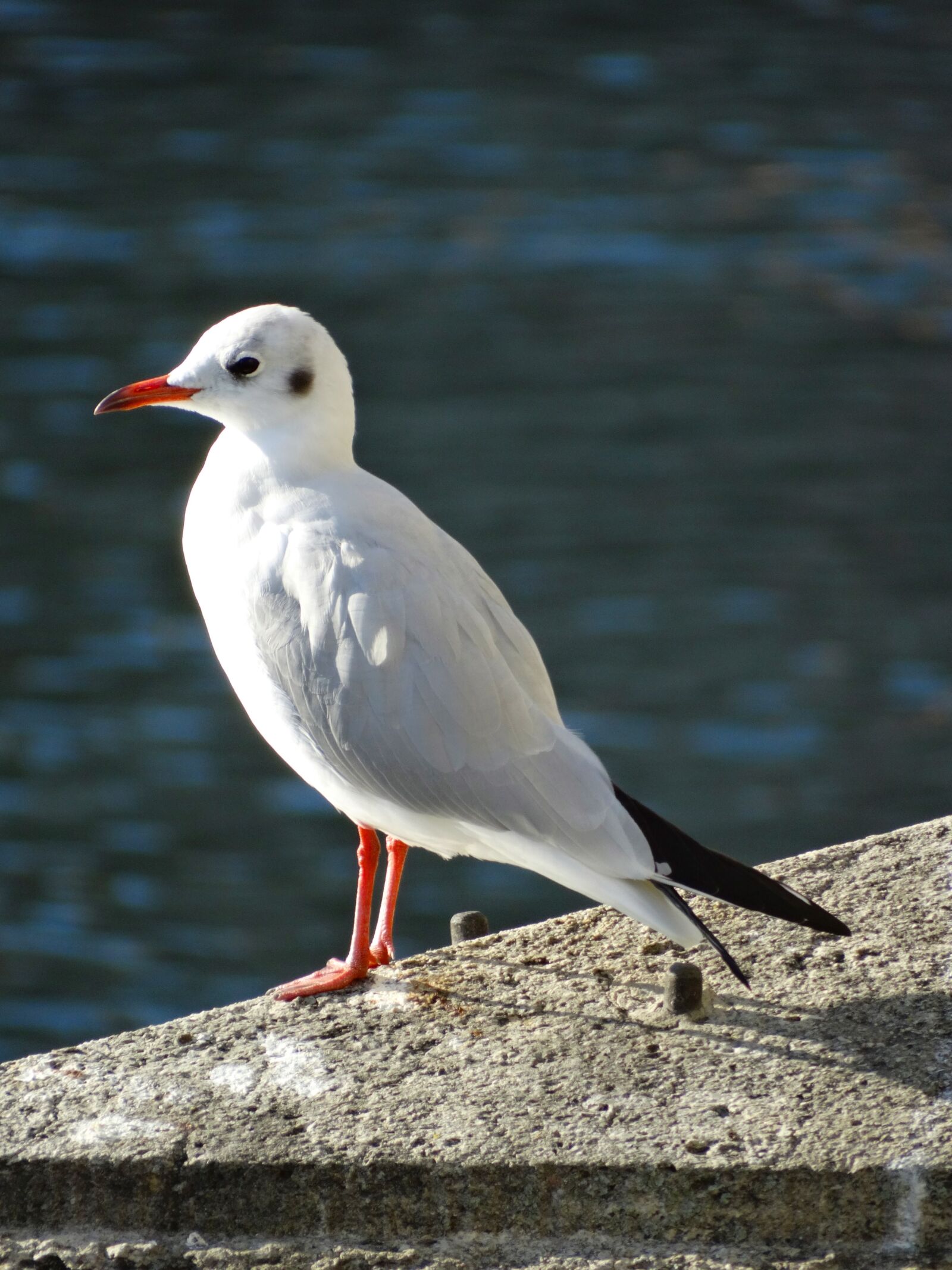 Sony Cyber-shot DSC-HX300 sample photo. Seagull, water bird, animal photography