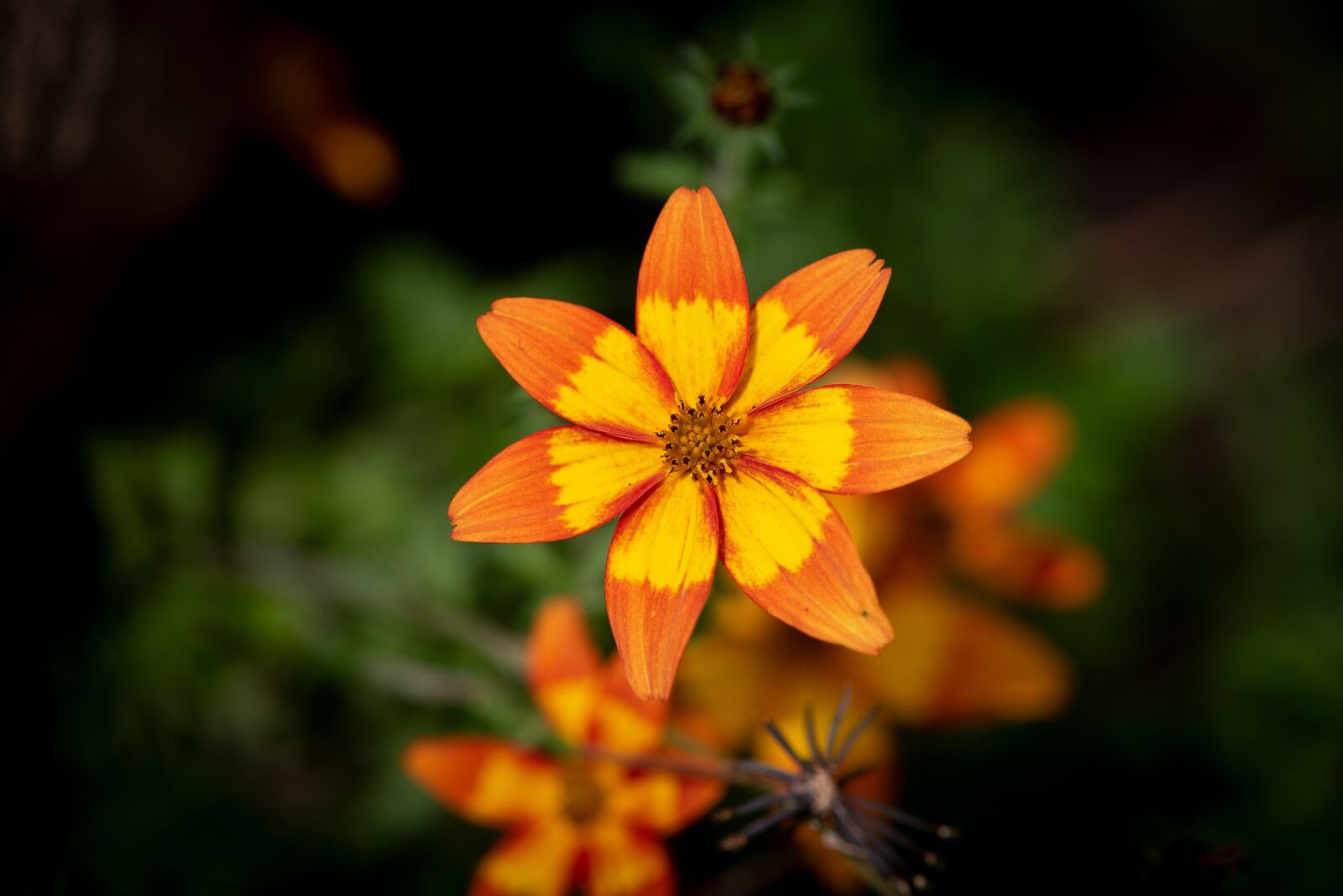 Nikon D750 sample photo. Flower, blossom, bloom photography