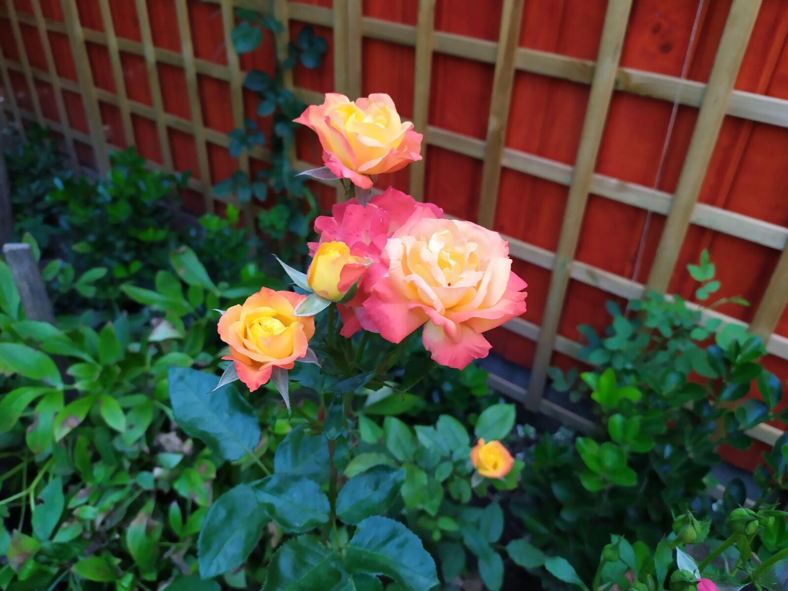 Xiaomi Redmi Note 7 sample photo. Flower, rose, color photography