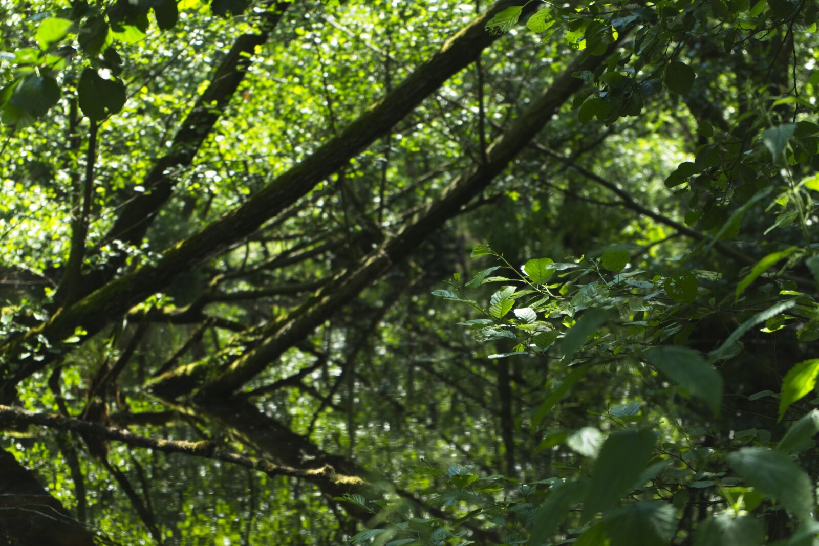 Sony FE 28-70mm F3.5-5.6 OSS sample photo. Trees, nature, swamp photography