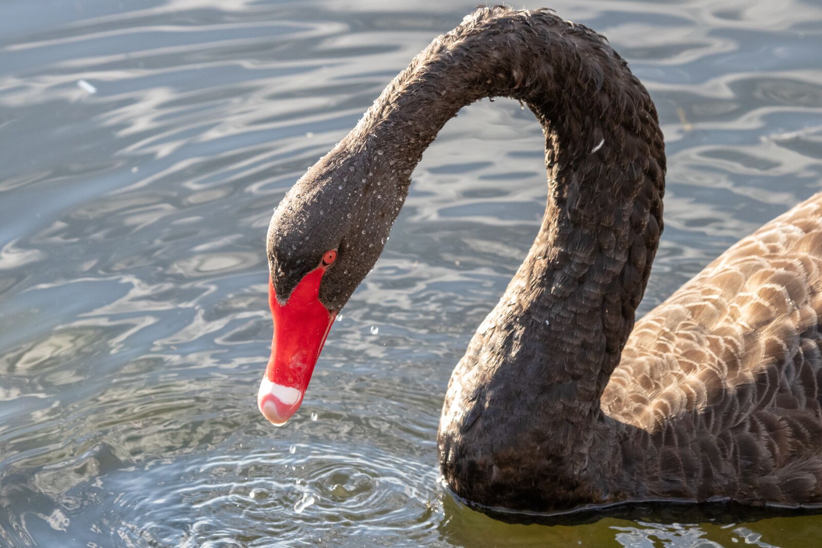 Canon EF 100-400mm F4.5-5.6L IS USM sample photo. Swan, black swan, water photography