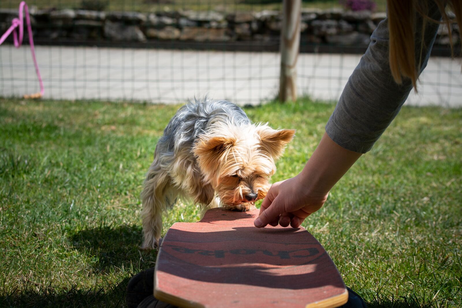 Nikon D7100 sample photo. Dog, dog training, small photography