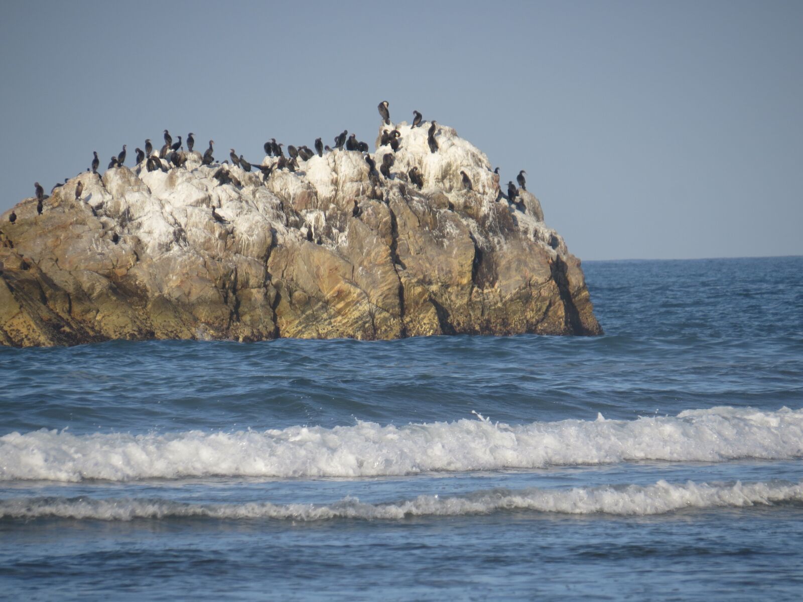 Canon PowerShot SX50 HS sample photo. Ocean, sea, bird birds photography