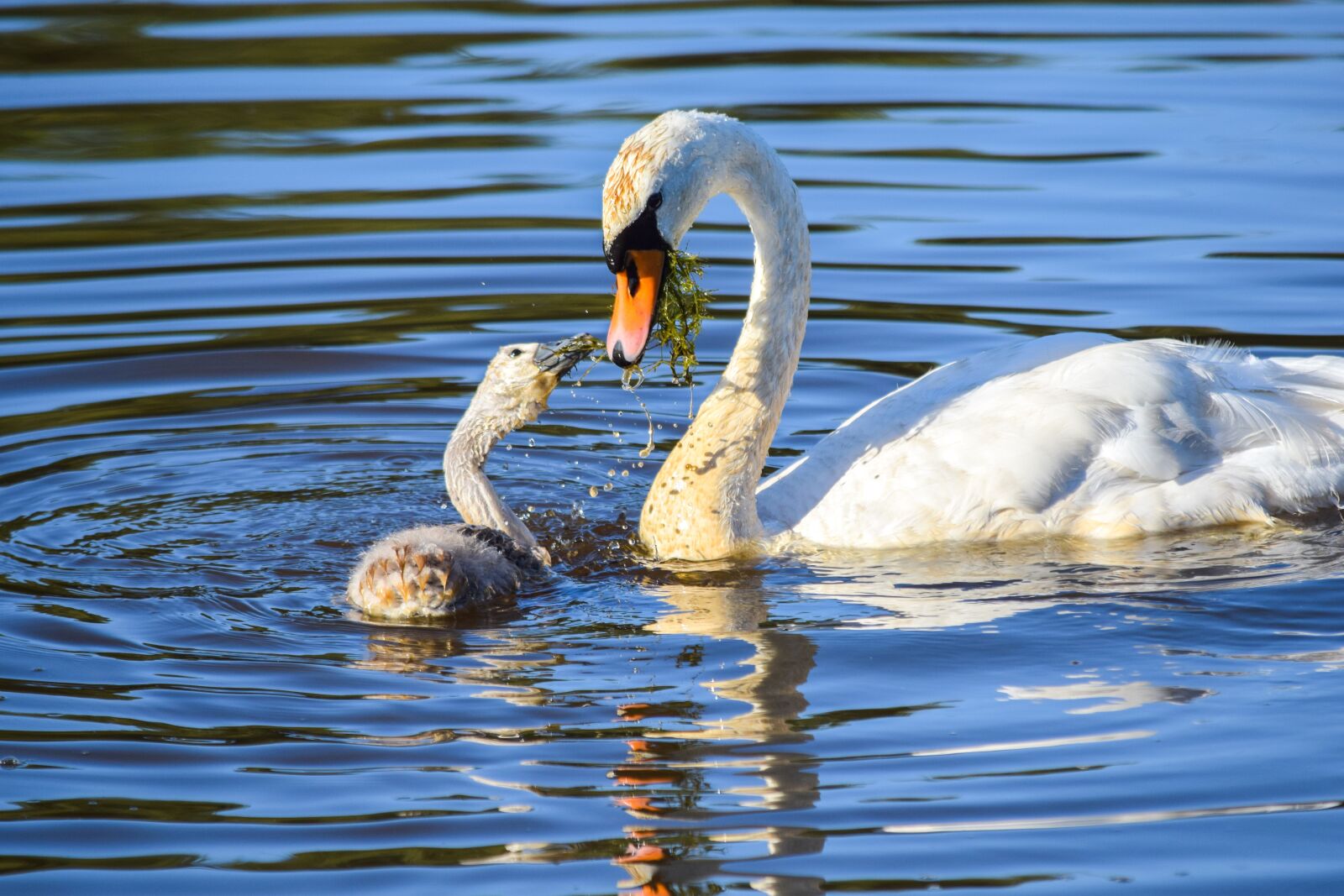 Nikon D5300 sample photo. Animal, swan, water photography