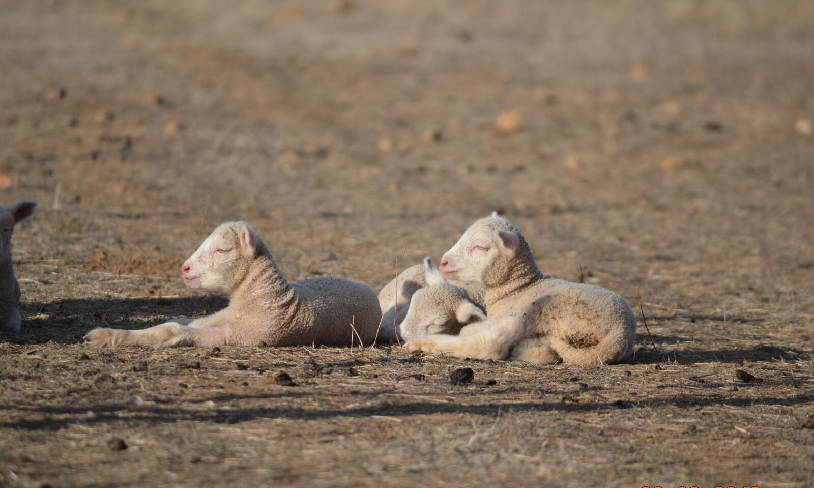 Nikon D5100 sample photo. Lambs, spring lambs, baby photography