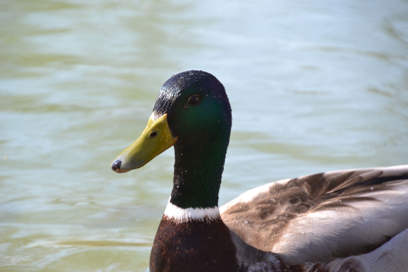 Nikon D3100 sample photo. Duck, mallard, water bird photography
