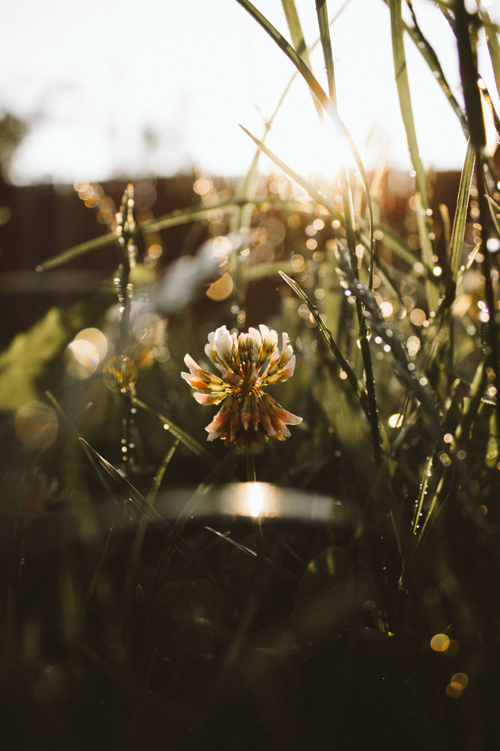 Canon EOS 700D (EOS Rebel T5i / EOS Kiss X7i) sample photo. Stripe, lines, flare photography