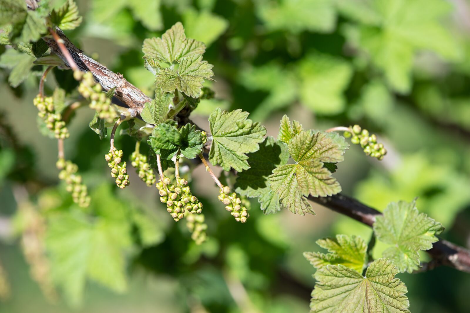 Nikon D750 sample photo. Currants, green, green currants photography