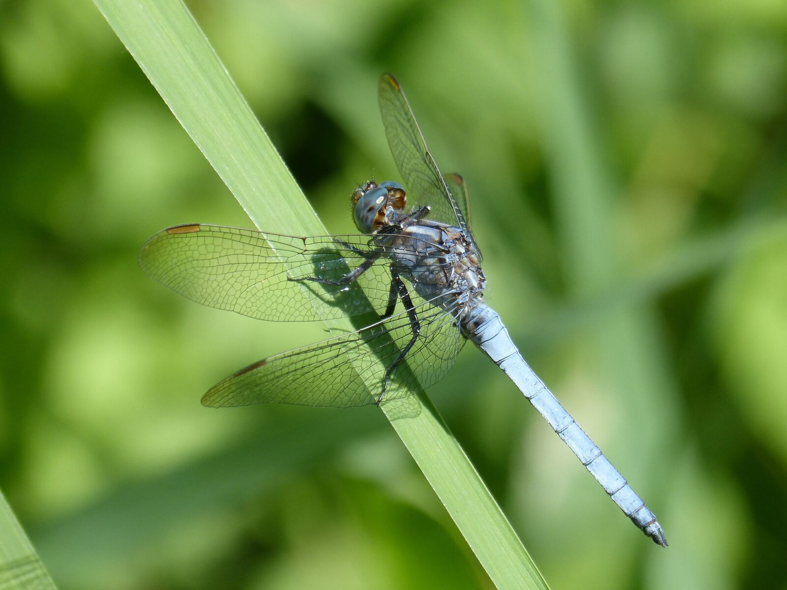 Panasonic DMC-FZ62 sample photo. Blue dragonfly, leaf, flying photography